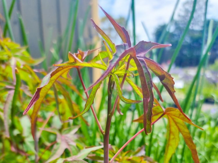 Picture of Hibiscus coccineus