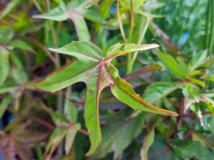 Picture of Hibiscus coccineus