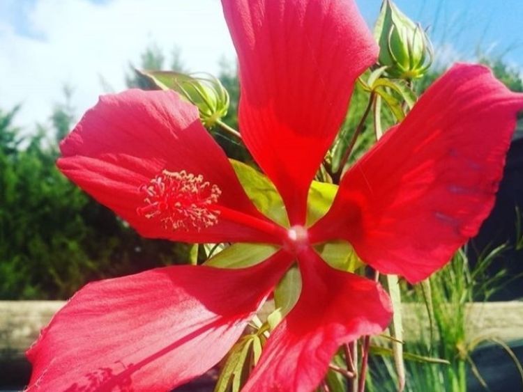 Picture of Hibiscus coccineus