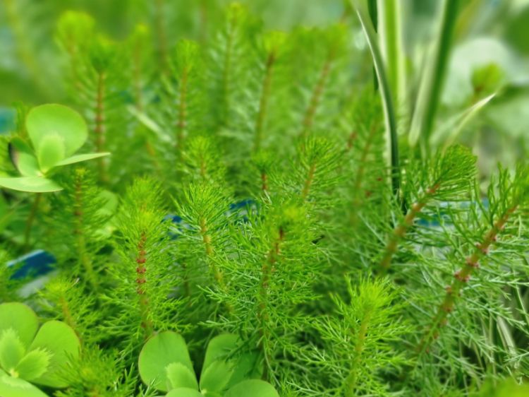 Picture of Hippuris vulgaris