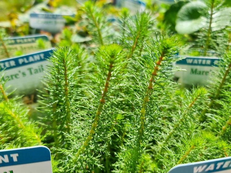 Picture of Hippuris vulgaris