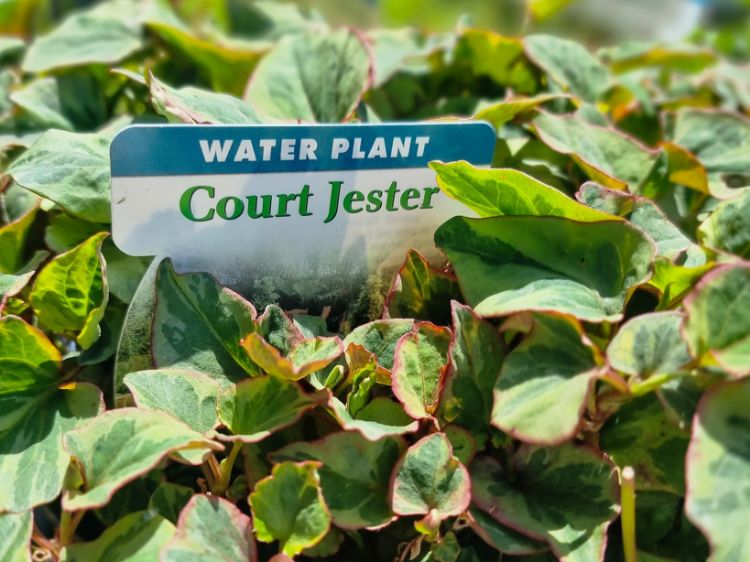 Picture of Iris ensata Court Jester