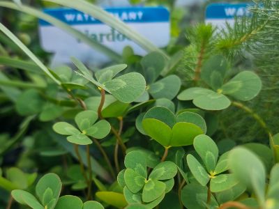 Picture of Marsilea mutica