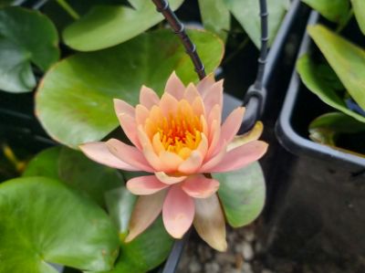 Picture of Nymphaea hybrida Colorado