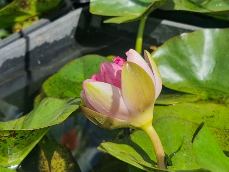 Picture of Nymphaea hybrida Indiana