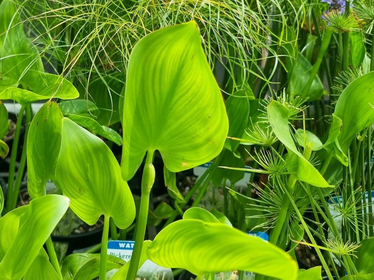 Picture of Pontederia cordata