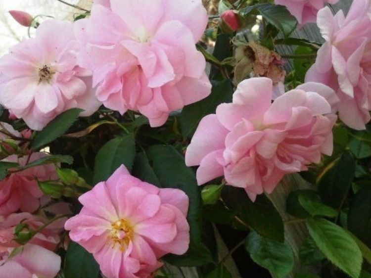 Picture of Rosa Pinkie