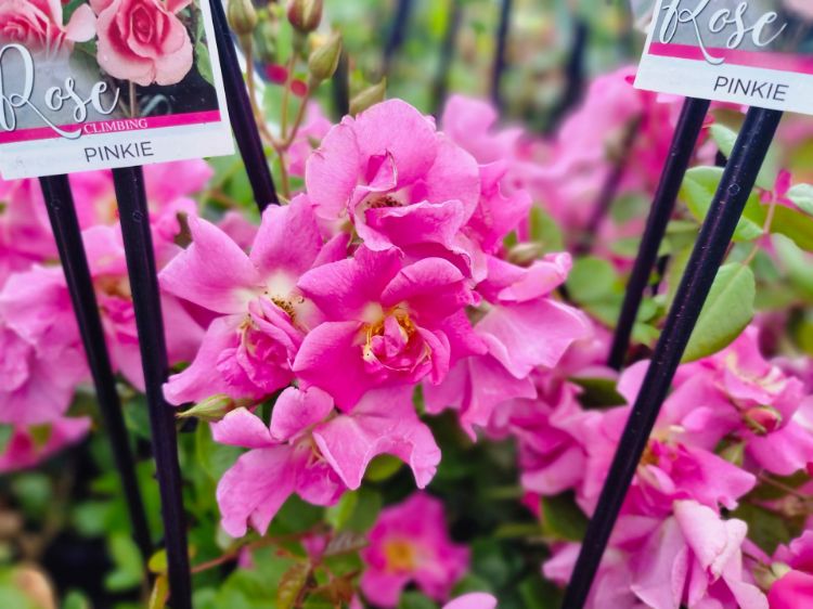 Picture of Rosa Pinkie