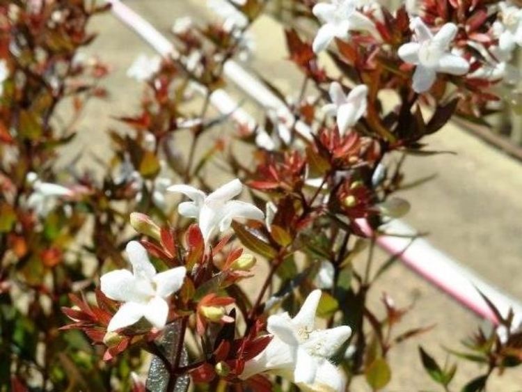 Picture of Abelia grandiflora Nana