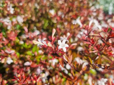 Picture of Abelia grandiflora Nana