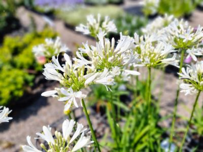 Picture of Agapanthus hybrida Perpetual Peace