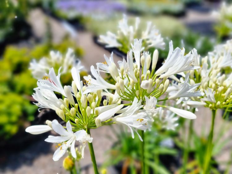 Picture of Agapanthus hybrida Perpetual Peace