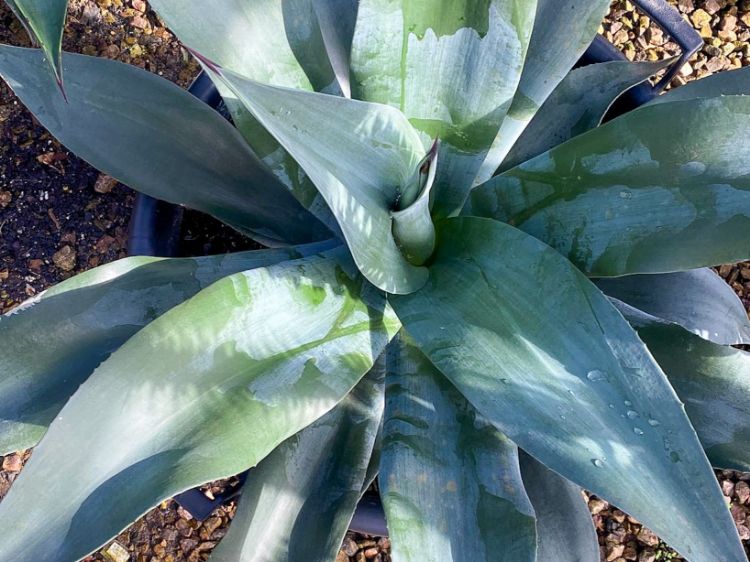 Picture of Agave hybrida Tennyson Blue