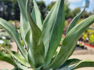 Picture of Agave hybrida Tennyson Blue