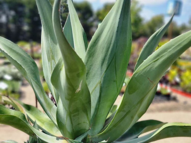 Picture of Agave hybrida Tennyson Blue