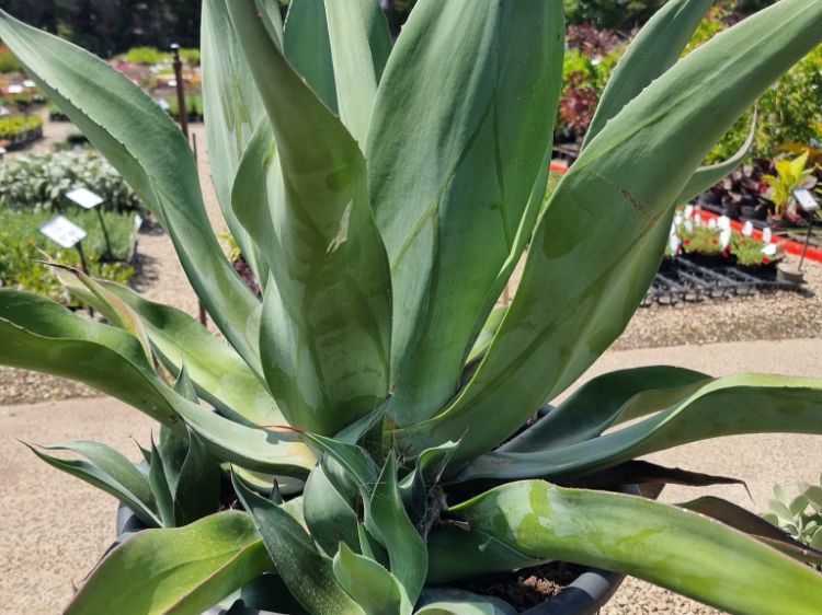Picture of Agave hybrida Tennyson Blue