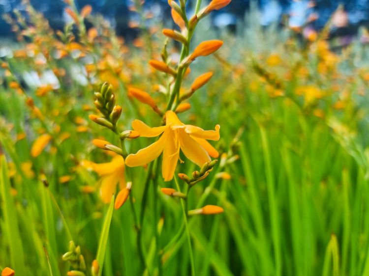 Picture of Crocosmia crocosmiiflora George Davison