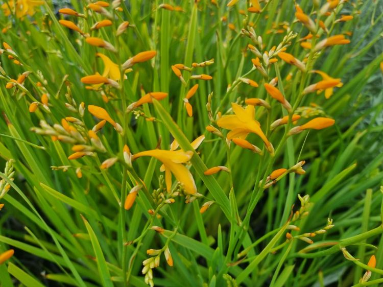 Picture of Crocosmia crocosmiiflora George Davison