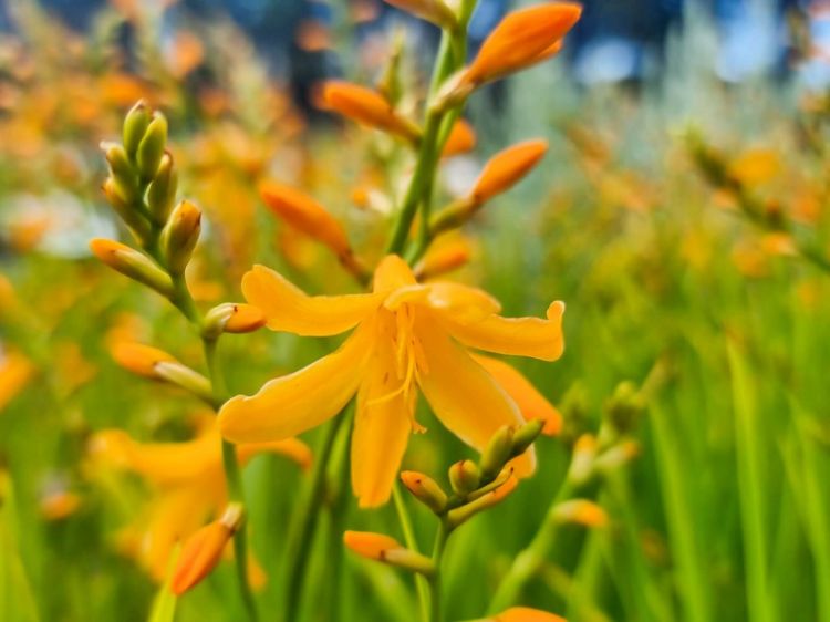 Picture of Crocosmia crocosmiiflora George Davison