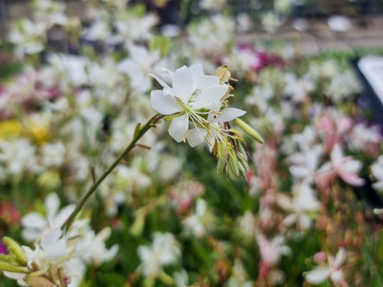 Picture of Gaura lindheimeri Alba