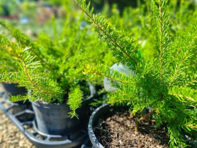 Picture of Grevillea hybrida Winter Delight