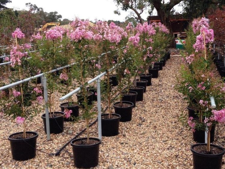Picture of Lagerstroemia indica fauriei Lipan