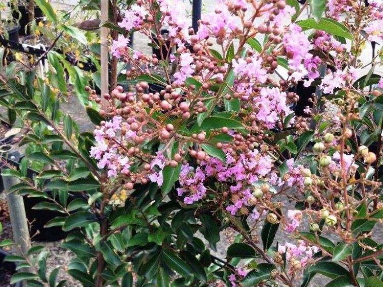 Picture of Lagerstroemia indica fauriei Lipan