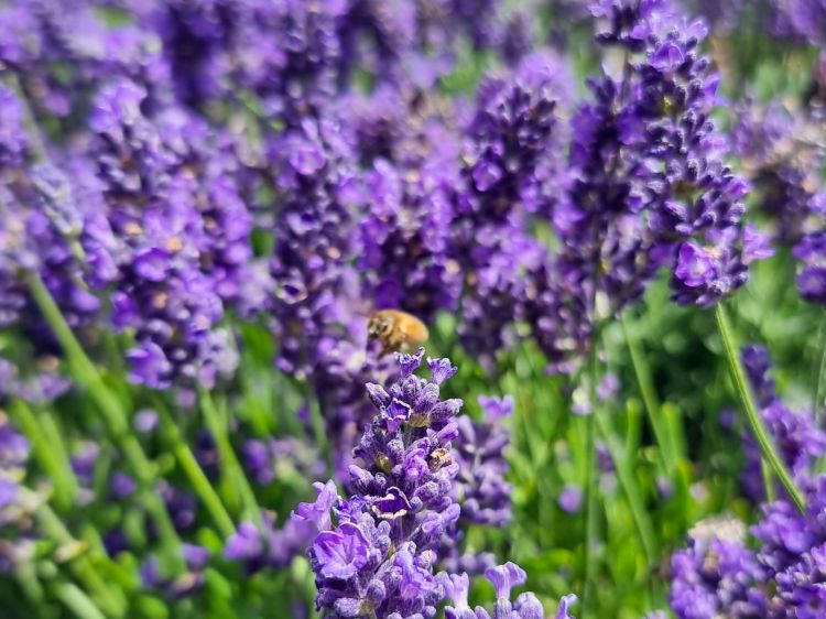 Picture of Lavandula angustifolia La Diva Romance