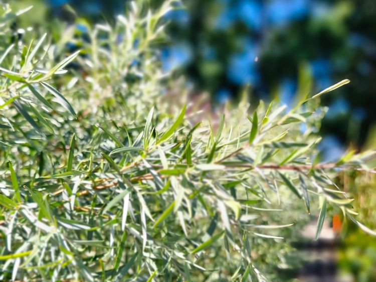 Picture of Leptospermum brachyandrum Silver