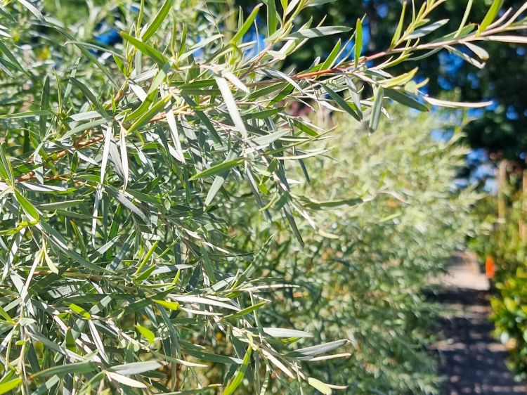 Picture of Leptospermum brachyandrum Silver