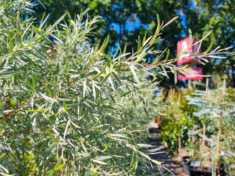 Picture of Leptospermum brachyandrum Silver