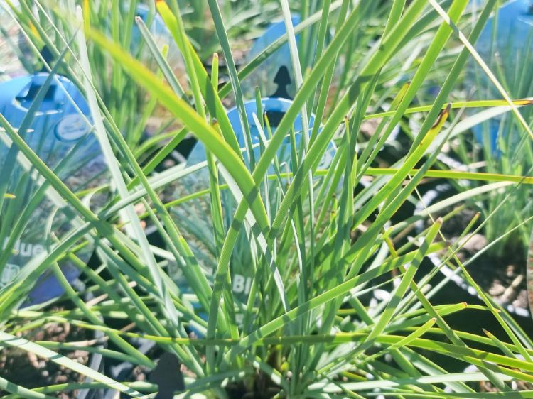 Picture of Lomandra filiformis Lil Bluey