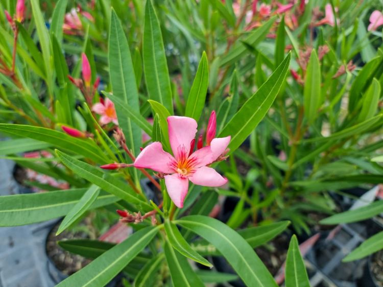 Picture of Nerium oleander