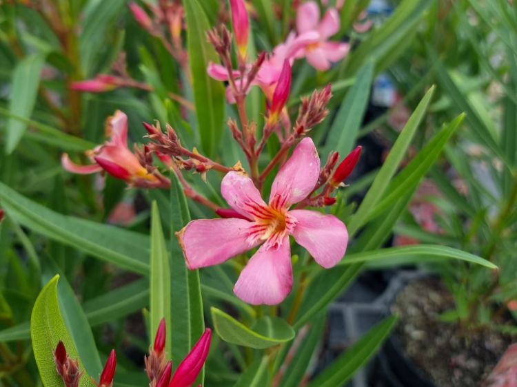 Picture of Nerium oleander