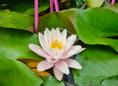 Picture of Nymphaea hybrida Carnea