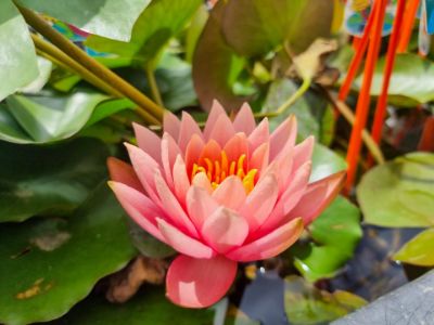 Picture of Nymphaea hybrida David