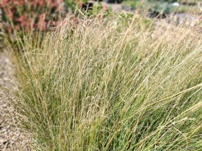 Picture of Poa hybrida Rustic