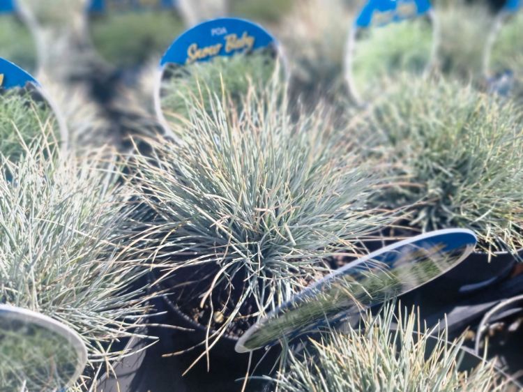 Picture of Poa sieberiana Snow Baby