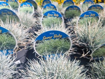 Picture of Poa sieberiana Snow Baby