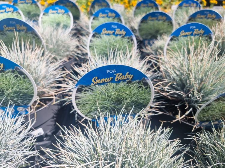 Picture of Poa sieberiana Snow Baby