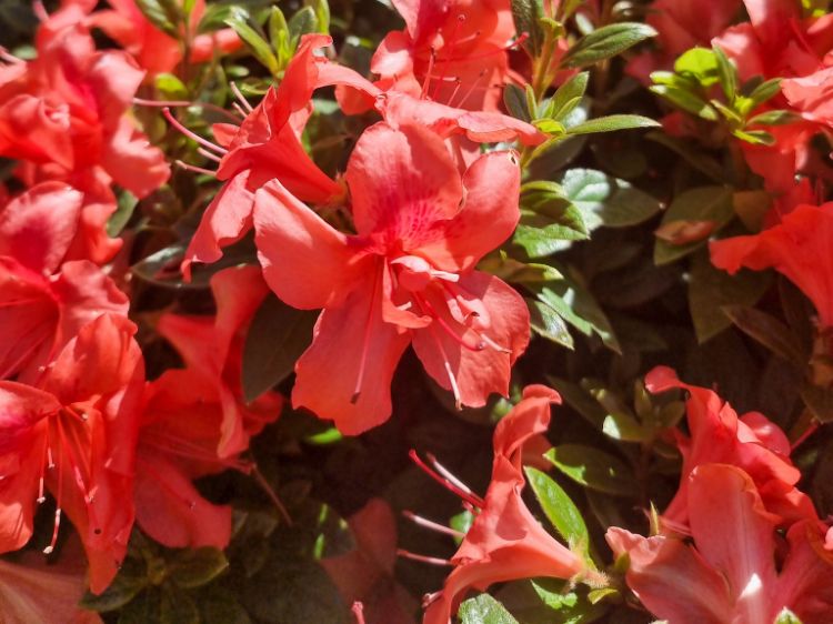 Picture of Rhododendron hybrida Encore