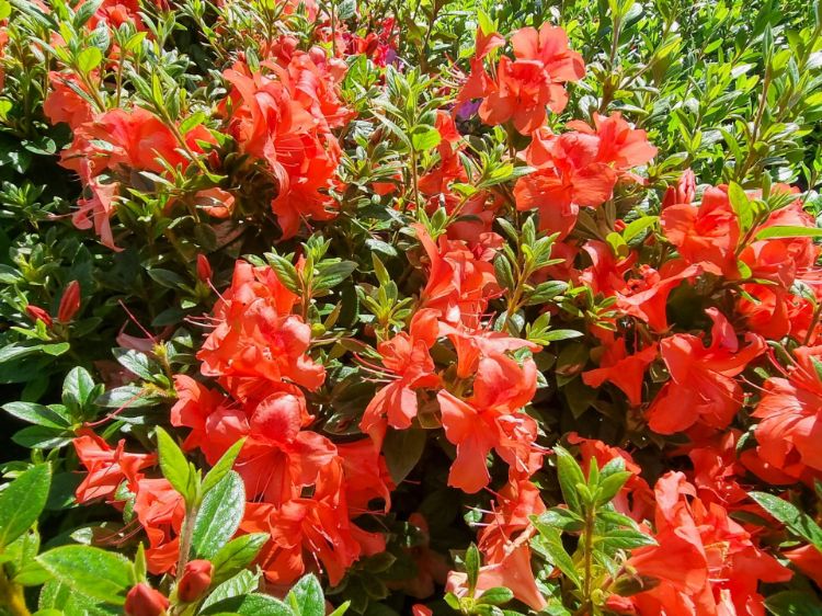 Picture of Rhododendron hybrida Encore