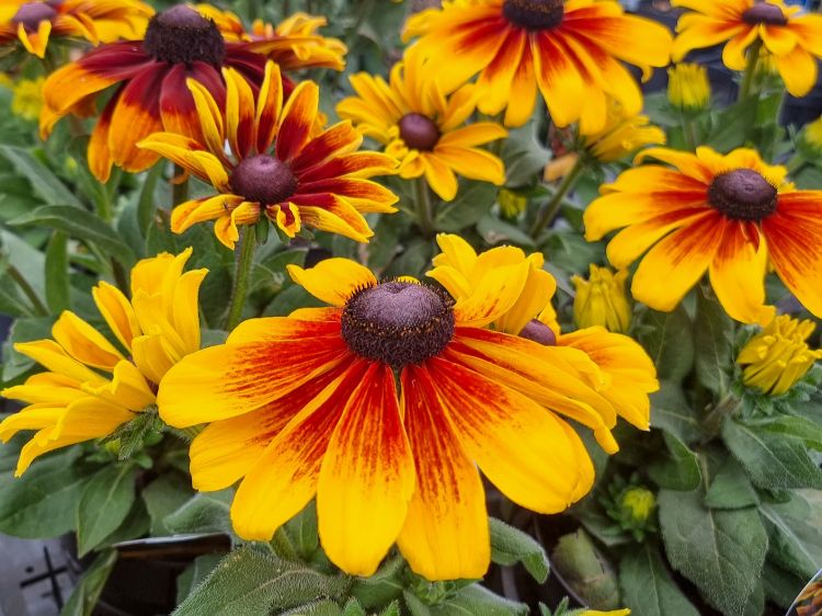 Picture of Rudbeckia hirta