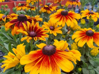 Picture of Rudbeckia hirta