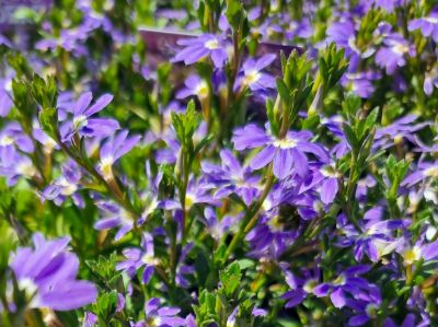 Picture of Scaevola aemula Aussie Crawl