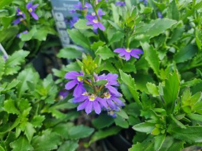 Picture of Scaevola aemula Aussie Salute Blue