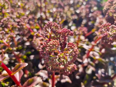 Picture of Sedum hybrida Peach Pearls