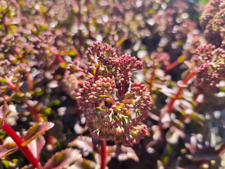 Picture of Sedum hybrida Peach Pearls