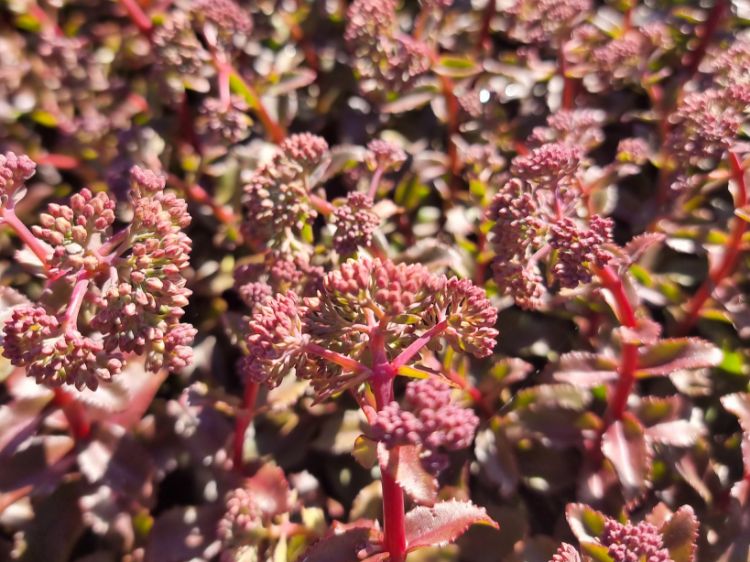 Picture of Sedum hybrida Peach Pearls