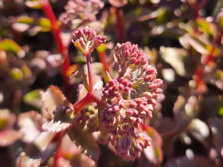 Picture of Sedum hybrida Peach Pearls